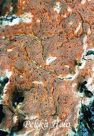 Attēlu rezultāti vaicājumam “Ceriporiopsis resinascens”