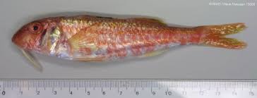 Image result for Mullus surmuletus