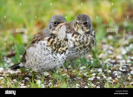 Attēlu rezultāti vaicājumam “Turdus pilaris juvenile”