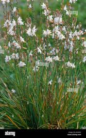 Image result for Asphodelus fistulosus