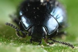 Attēlu rezultāti vaicājumam “Phaedon cochleariae”