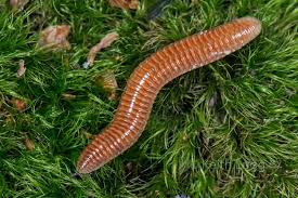 Attēlu rezultāti vaicājumam “Polyzonium germanicum”