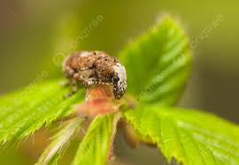 Attēlu rezultāti vaicājumam “Platystomos albinus”