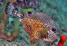 Attēlu rezultāti vaicājumam “Symphytocarpus trechisporus macro”