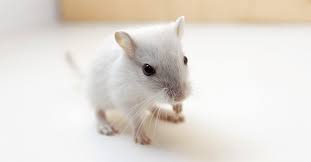 Image result for Gerbil