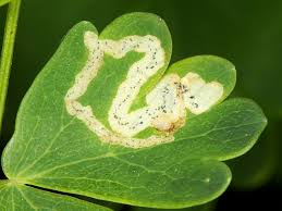 Attēlu rezultāti vaicājumam “Phytomyza minuscula”