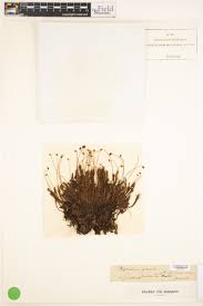 Attēlu rezultāti vaicājumam “Polytrichastrum longisetum”