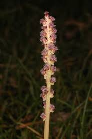 Attēlu rezultāti vaicājumam “Juncaginaceae”