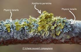 Attēlu rezultāti vaicājumam “Physcia tenella”