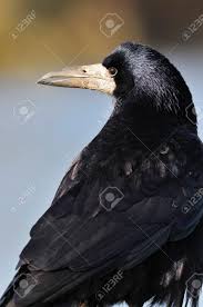 Attēlu rezultāti vaicājumam “Corvus frugilegus adult”