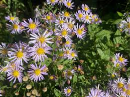 Attēlu rezultāti vaicājumam “Symphyotrichum x salignum”