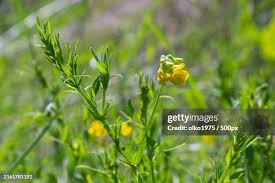 Attēlu rezultāti vaicājumam “Lathyrus pratensis flower”