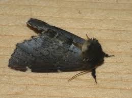 Attēlu rezultāti vaicājumam “Odontosia carmelita”