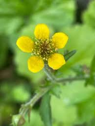 Attēlu rezultāti vaicājumam “Geum urbanum”