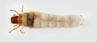 Attēlu rezultāti vaicājumam “Leiodidae larva”