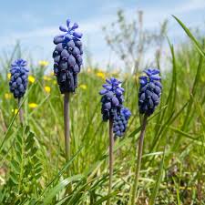 Attēlu rezultāti vaicājumam “Muscari neglectum”