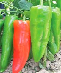 Afbeeldingsresultaat voor marconi golden sweet pepper