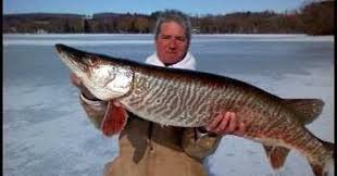 Image result for Esox masquinongy