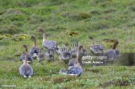 Attēlu rezultāti vaicājumam “Anser brachyrhynchus adult”