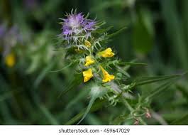 Attēlu rezultāti vaicājumam “Melampyrum cristatum”