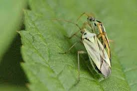 Attēlu rezultāti vaicājumam “Stenotus binotatus male”
