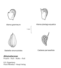 Attēlu rezultāti vaicājumam “Alisma gramineum leaf”