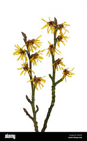 Attēlu rezultāti vaicājumam “Hamamelis mollis”