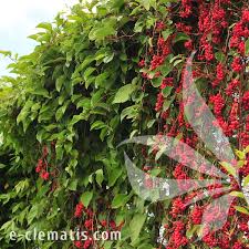 Attēlu rezultāti vaicājumam “Schisandra chinensis flower”