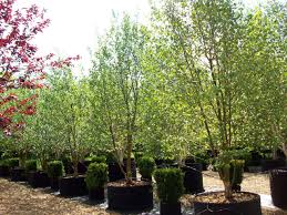 Attēlu rezultāti vaicājumam “Betula pubescens”