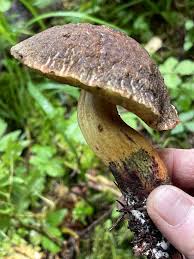 Attēlu rezultāti vaicājumam “Boletales”