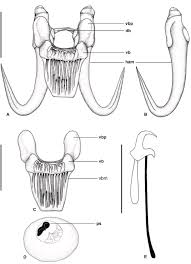 Image result for Chelon richardsonii