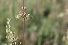 Attēlu rezultāti vaicājumam “Silene otites”