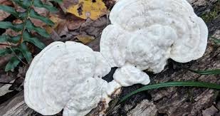 Attēlu rezultāti vaicājumam “Polyporus umbellatus”