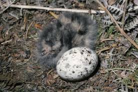 Attēlu rezultāti vaicājumam “Caprimulgus europaeus eggs”