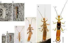 Attēlu rezultāti vaicājumam “Diderma crustaceum young”