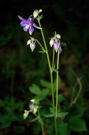 Image result for Aquilegia vulgaris