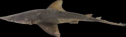 Image result for Carcharhinus isodon