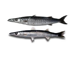 Image result for Sphyraena viridensis