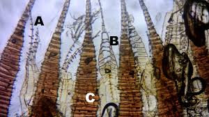 Attēlu rezultāti vaicājumam “Bryum caespiticium sporophyte”