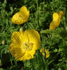 Image result for Scheinmohn