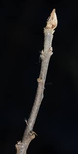 Attēlu rezultāti vaicājumam “Frangula alnus bud”