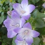 Image result for Campanula isophylla
