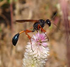 Attēlu rezultāti vaicājumam “Ammophila sp.”