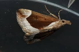 Attēlu rezultāti vaicājumam “Hypena crassalis”