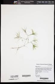 Attēlu rezultāti vaicājumam “Najas minor”