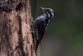 Attēlu rezultāti vaicājumam “Picoides tridactylus”