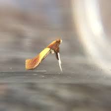 Attēlu rezultāti vaicājumam “Caloptilia alchimiella”