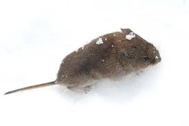 Attēlu rezultāti vaicājumam “Microtus agrestis”