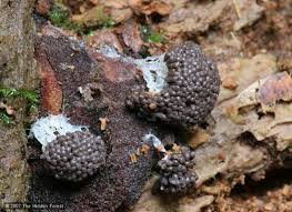 Attēlu rezultāti vaicājumam “Tubifera ferruginosa (subsp. ferruginosa) macro”