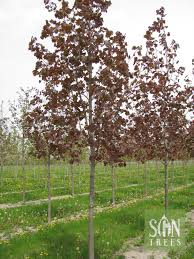 Attēlu rezultāti vaicājumam “Acer platanoides”